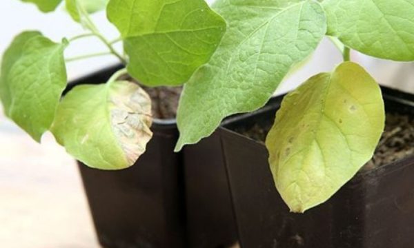  Eggplant seedlings with yellowed leaves