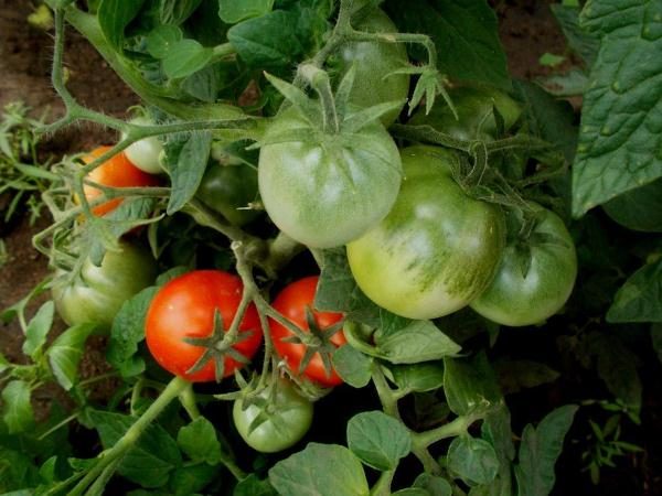  Dari semak belukar tomato anda boleh mendapat sehingga 3 kg tomato