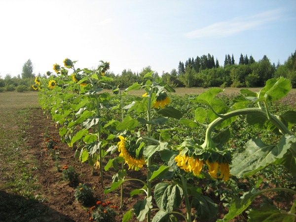  Le tournesol doit être arrosé tous les jours.