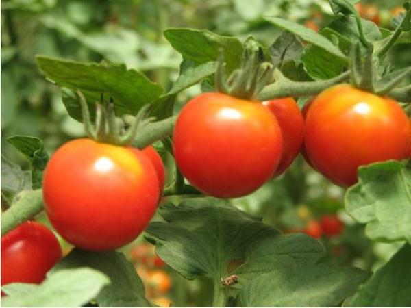  Клас на домати Клуша
