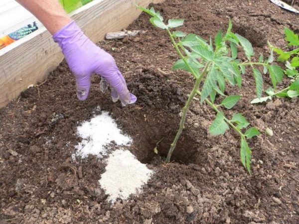  Un exemple d'utilisation d'engrais pour la transplantation de tomates en pleine terre