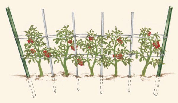  El diseño del enrejado para tomates.