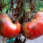  Фитофтора върху домати