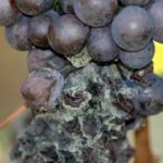  Bunch of grapes struck by black rot