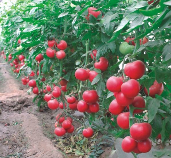  Малкият храст от червен джинджифил от домати е способен да донесе щедра реколта.