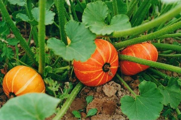  Planting and caring for a pumpkin