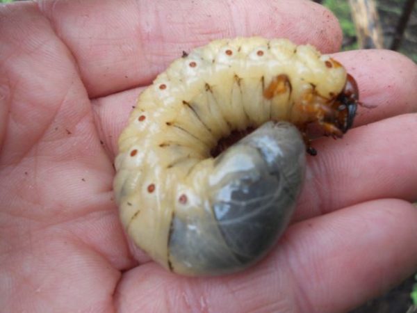  Larva di Maybot