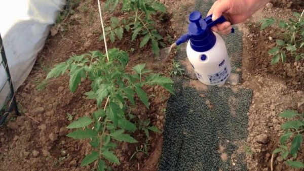  Spraying tomatoes should be carried out to prevent diseases