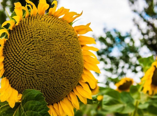  Tournesol Jason