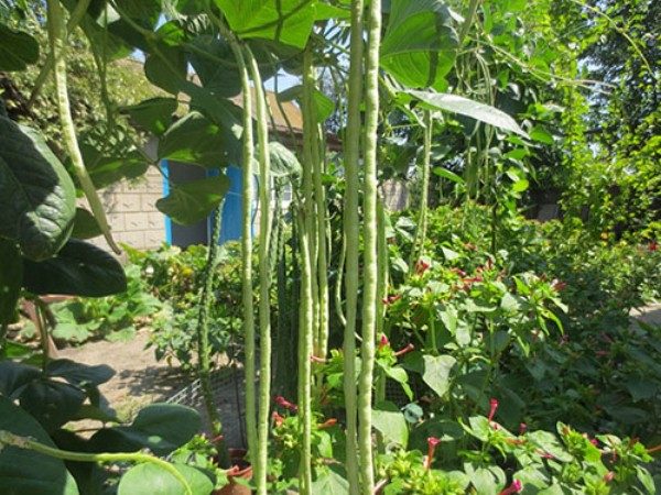  Asparagus beans, especially young, can not stand the slightest frost and even cold snaps