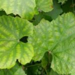  Signs of chlorosis in the grape