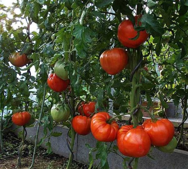  صف من الطماطم في الدفيئة