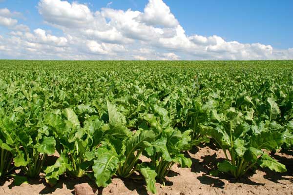  La betterave à sucre est cultivée sur des sols fertiles et chernozems dans un climat chaud.