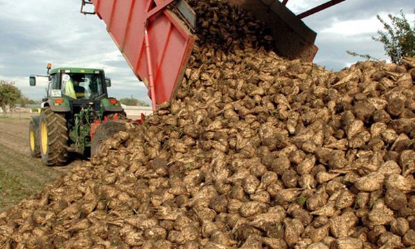  La récolte des betteraves à sucre a lieu de la fin septembre à la mi-octobre.