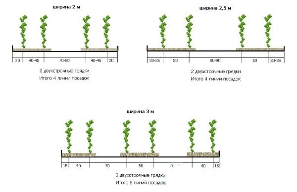  Plantación de pepinos en invernaderos de 2-3 m de ancho.
