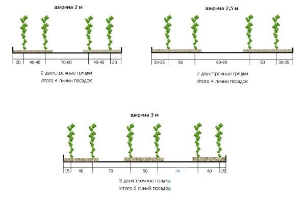  Plantarea castravetilor in sere la 2-3 m lata