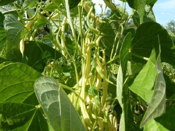  Roi beurre de haricots verts