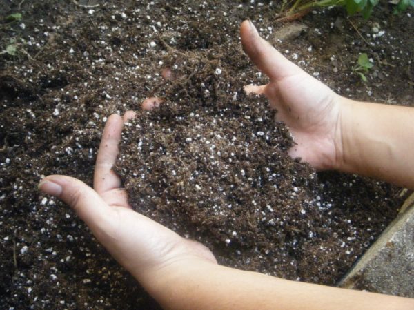  Pré-mélange de sulfate de potassium avec de la terre