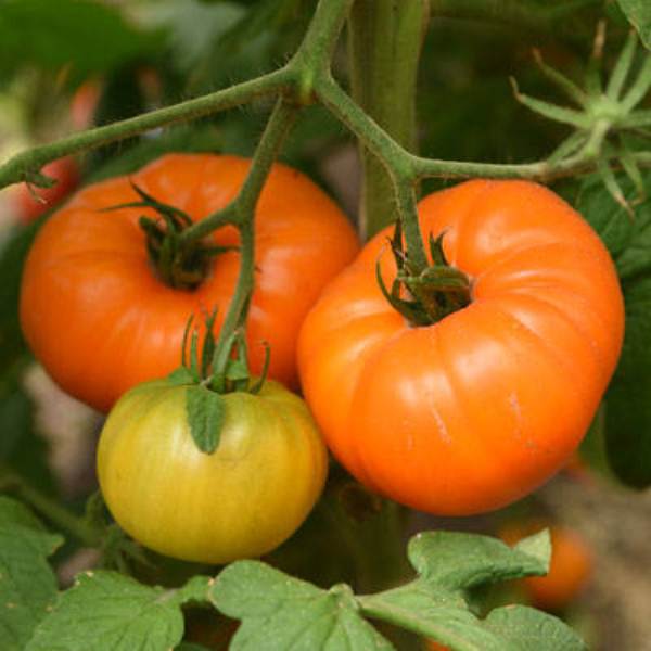  Алтай оранжев домат