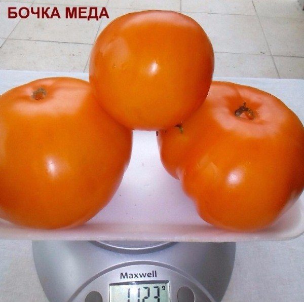  Tomato Barrel madu