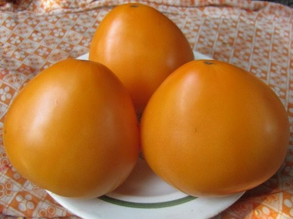  Tomato Bull's heart orange
