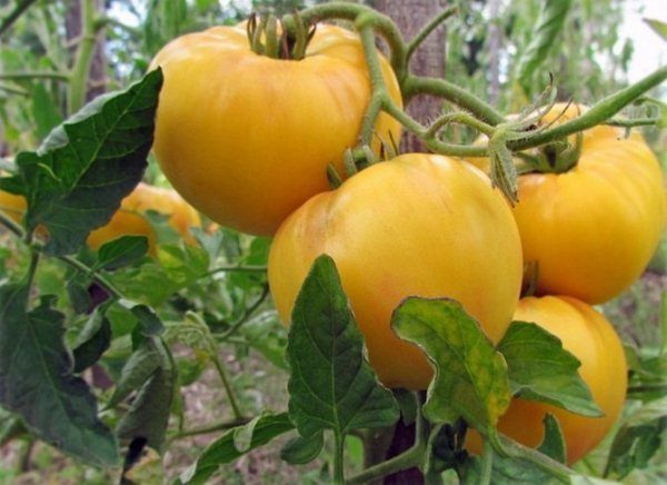  Tomatengelber Riese