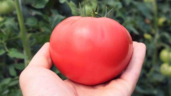  الطماطم متنوعة الأوكرانية العملاقة