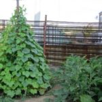  Growing cucumbers in a tent or hut