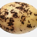  Penyakit ubi kentang Rhizoctoniosis