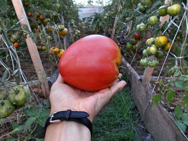  가장 저성장 토마토