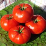  Tomato yang paling rendah berkembang