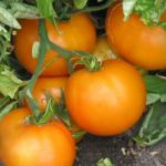  Най-добрите големи сортове домати