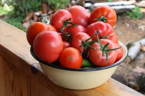  The best determinant varieties of tomatoes for greenhouses in Siberia