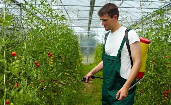  Traitement d'une solution de tomate d'acide succinique