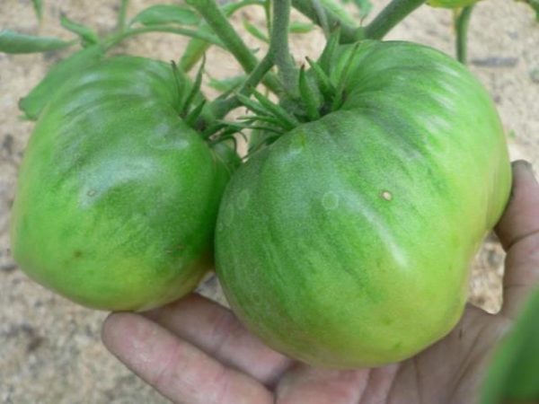  المزيد من الفاكهة الخضراء من قبعة الطماطم مونوماخ