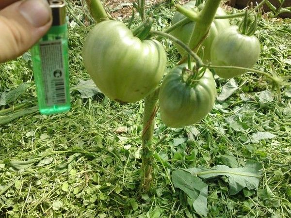  Cut Siderata eignen sich hervorragend als Mulch für Tomaten