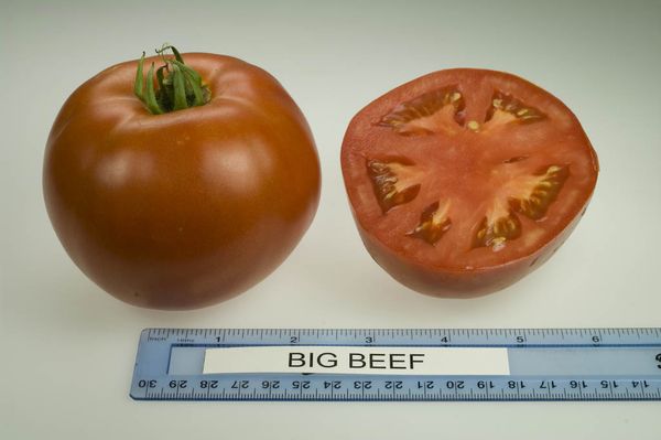  Средното тегло на плода на сорта е 300-500 грама