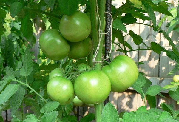  För den framgångsrika tillväxten av tomat måste du göra ytterligare utfodring, vilket motsvarar tillväxtperioden