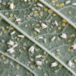  Diseases and pests