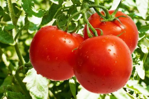  시베리아에있는 온실 토마토의 가장 결정적인 품종