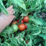  Най-слабо растящите домати