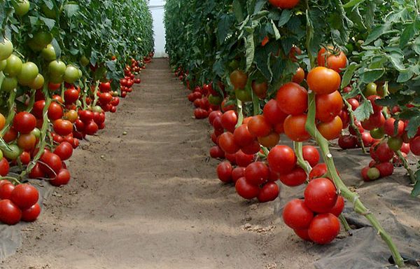  Middle and late greenhouse varieties
