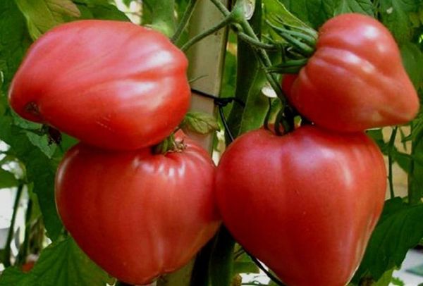  시베리아에있는 온실 토마토의 가장 결정적인 품종