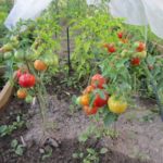  Най-слабо растящите домати