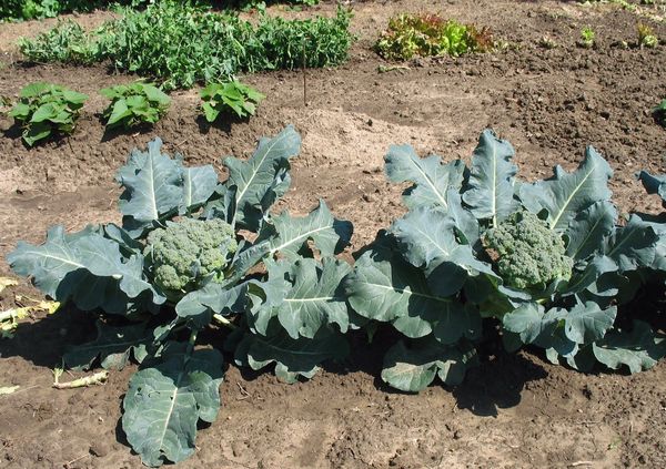  Broccoli in crescita in piena terra