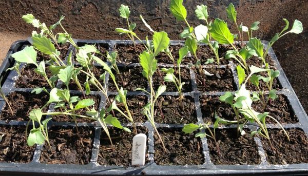  Dive broccoli seedlings perform when the seedlings reach 2 weeks