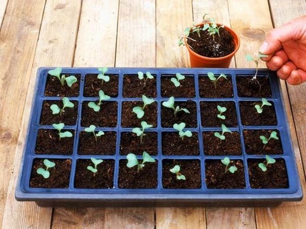  For planting on seedlings are well suited containers or wooden boxes