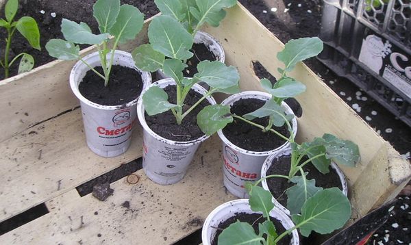  Los brotes están listos para plantar en presencia de 5-6 hojas verdaderas