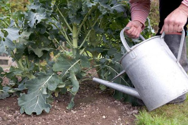  Watering broccoli is carried out once a week.
