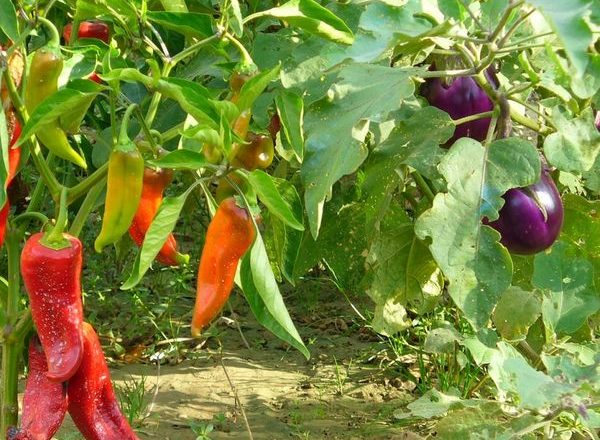  A beringela da vizinhança com outros vegetais na estufa